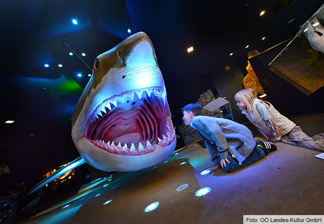 Zwei Kinder schauen sich gespannt das Modell eines Megalodon an. Foto: OÖ Landes-Kultur GmbH