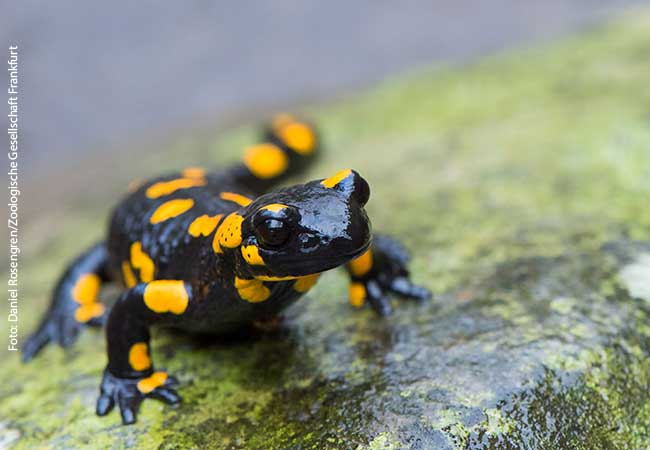 Ein Feuersalamander auf einem Stein (Foto: Daniel Rosengren/Zoologische Gesellschaft Frankfurt).